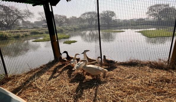 E:\kvk pictures\ducks\IMG-4704-compressed.JPG