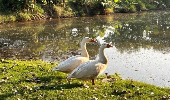 E:\kvk pictures\ducks\IMG_1978.JPEG