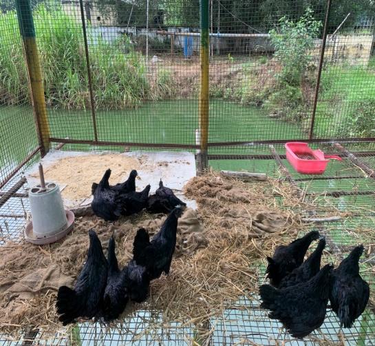 E:\kvk pictures\poultry\IMG_8417.jpg