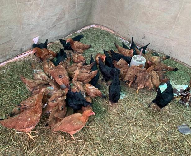 E:\kvk pictures\poultry\IMG_2251.jpg