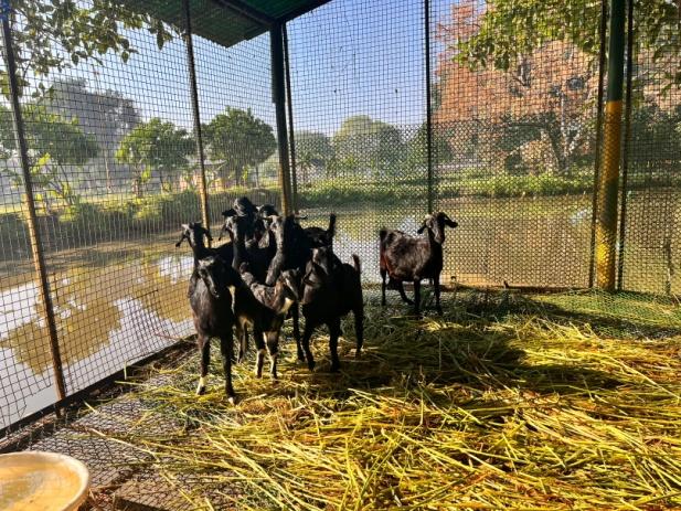 E:\kvk pictures\goat  farming\IMG-4696-compressed.JPG