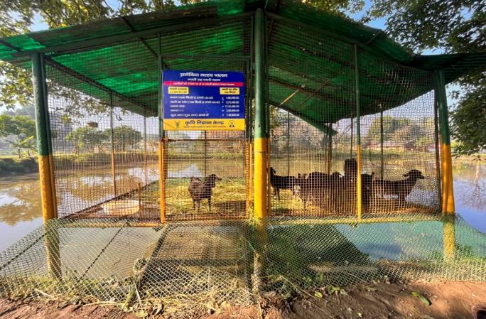 E:\kvk pictures\goat  farming\IMG-4703-compressed.JPG