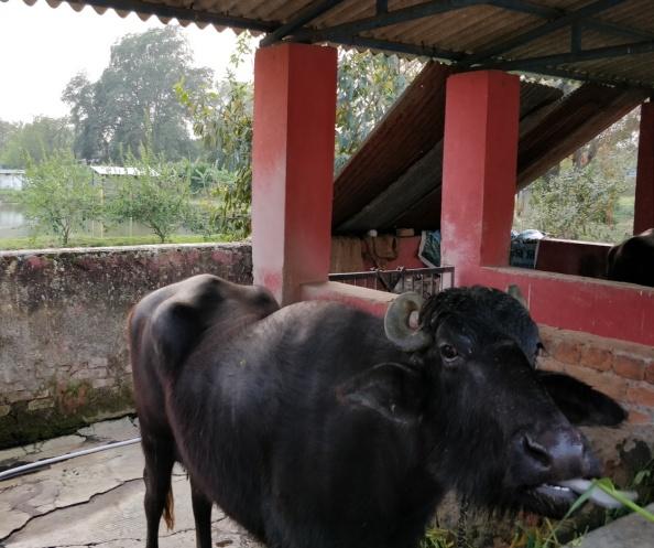 G:\kvk pictures\IFS system\IFS KVK PICS 19-20\IMG_20200226_172802.jpg