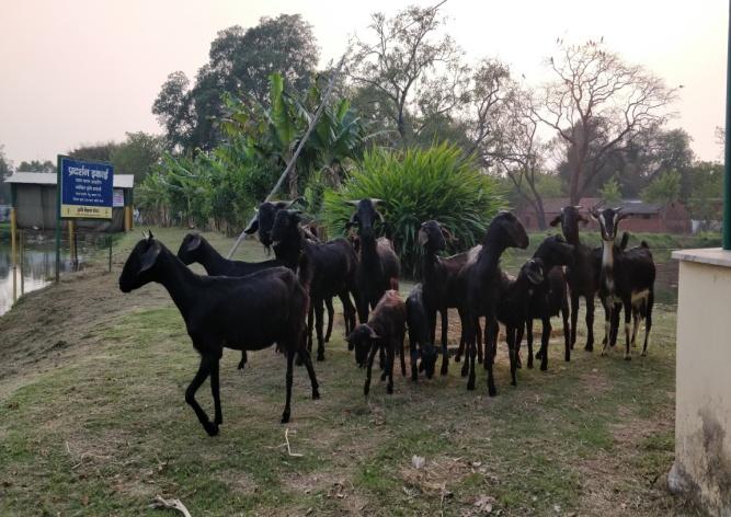 E:\kvk pictures\goat  farming\IMG_20200226_170555.jpg