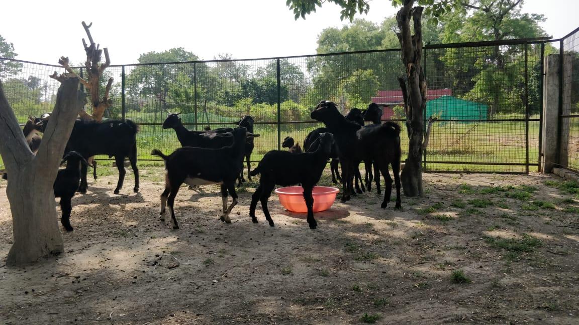 E:\kvk pictures\goat  farming\2835bd84-6a52-4fe9-890b-6fbe24da31ca.jpg