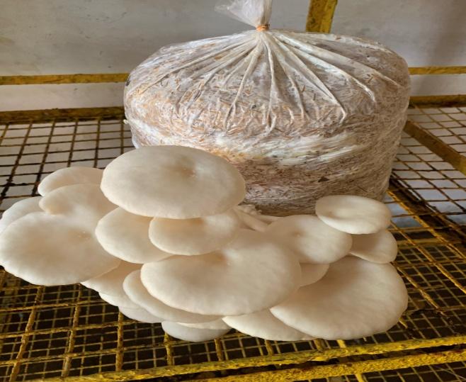 E:\kvk pictures\mushroom\mushrrom Dingri.jpg