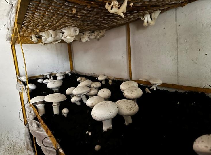 E:\kvk pictures\mushroom\IMG_2036.JPEG